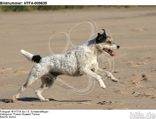 rennender Parson Russell Terrier / running PRT / HTFA-009635