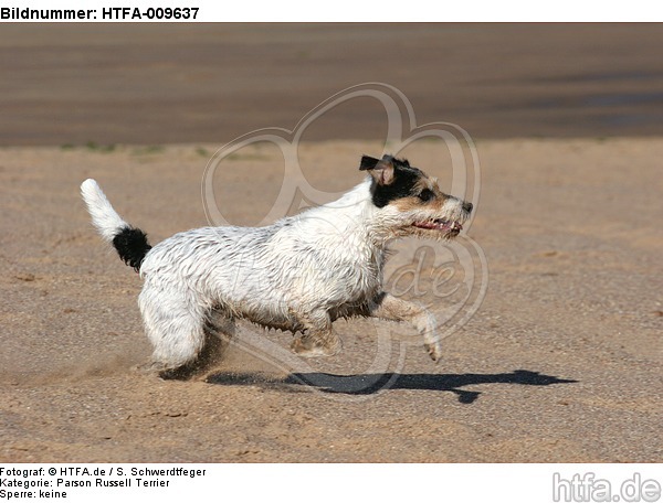 rennender Parson Russell Terrier / running PRT / HTFA-009637