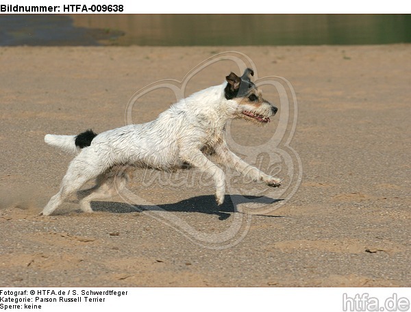 rennender Parson Russell Terrier / running PRT / HTFA-009638