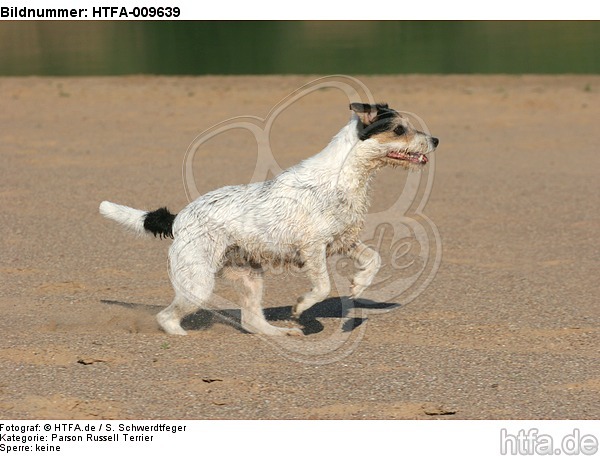 rennender Parson Russell Terrier / running PRT / HTFA-009639