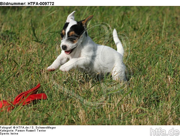 spielender Parson Russell Terrier Welpe / playing PRT puppy / HTFA-009772