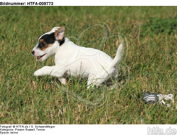 rennender Parson Russell Terrier Welpe / running PRT puppy / HTFA-009773