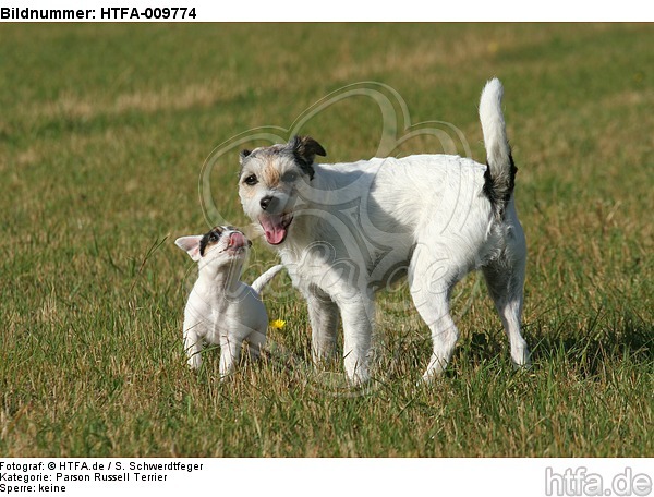 2 Parson Russell Terrier / HTFA-009774