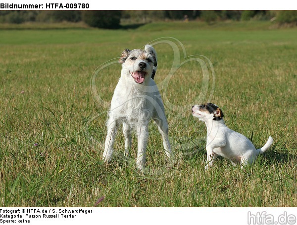 2 Parson Russell Terrier / HTFA-009780