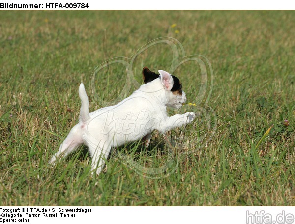 rennender Parson Russell Terrier Welpe / running PRT puppy / HTFA-009784