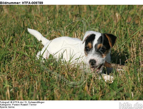 Parson Russell Terrier Welpe knabbert Stöckchen / PRT puppy / HTFA-009789