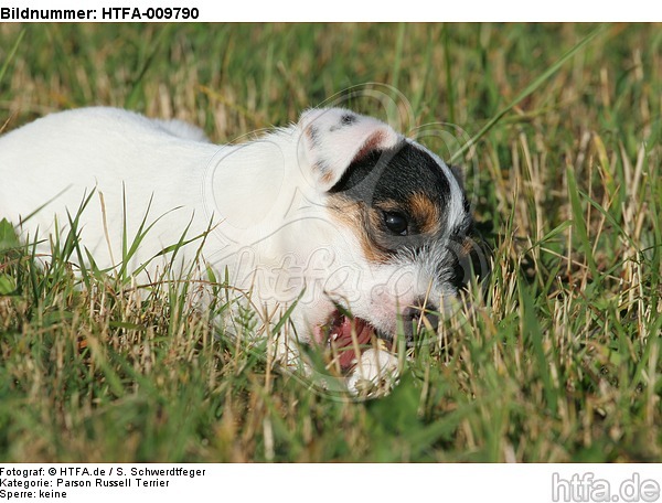 Parson Russell Terrier Welpe / PRT puppy / HTFA-009790