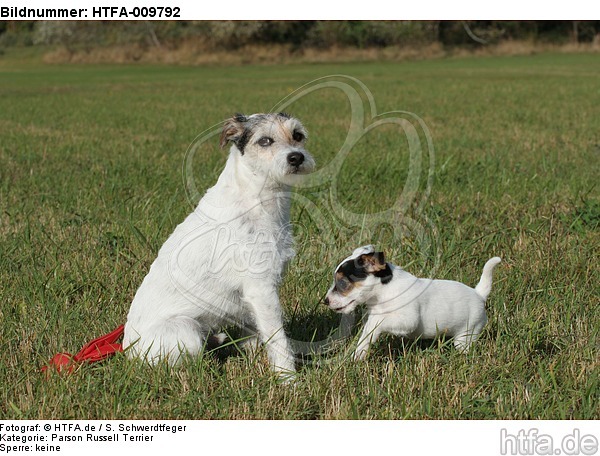 2 Parson Russell Terrier / HTFA-009792