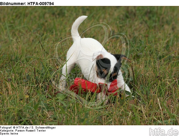 spielender Parson Russell Terrier Welpe / playing PRT puppy / HTFA-009794