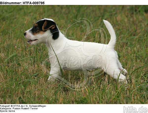 stehender Parson Russell Terrier Welpe / standing PRT puppy / HTFA-009795