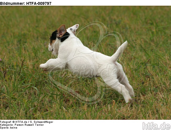 rennender Parson Russell Terrier Welpe / running PRT puppy / HTFA-009797