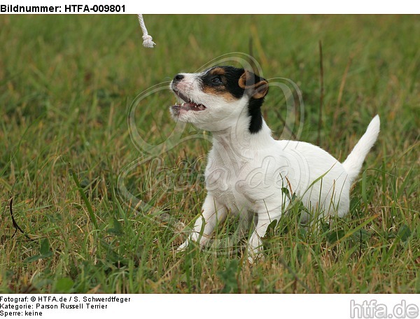 sitzender Parson Russell Terrier Welpe / sitting PRT puppy / HTFA-009801