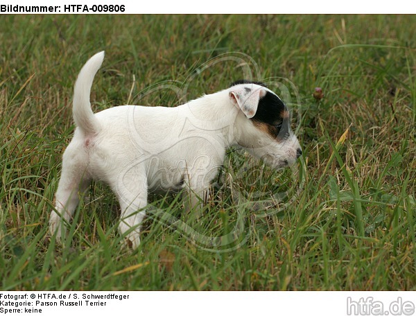 stehender Parson Russell Terrier Welpe / standing PRT puppy / HTFA-009806