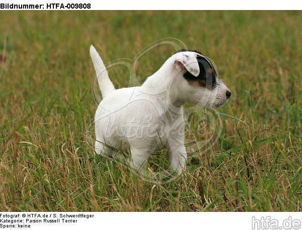 stehender Parson Russell Terrier Welpe / standing PRT puppy / HTFA-009808