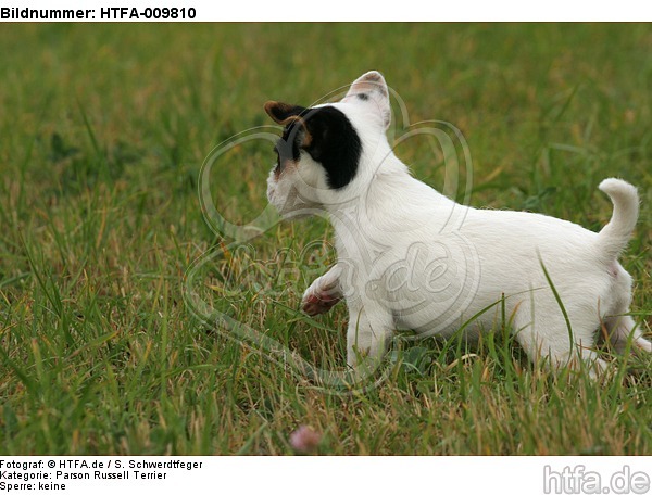 rennender Parson Russell Terrier Welpe / running PRT puppy / HTFA-009810