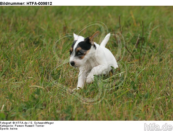 rennender Parson Russell Terrier Welpe / running PRT puppy / HTFA-009812