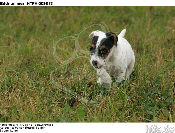 rennender Parson Russell Terrier Welpe / running PRT puppy / HTFA-009813
