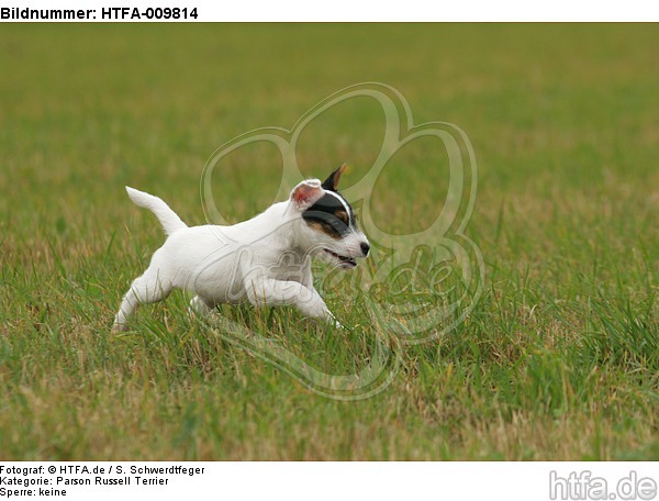 rennender Parson Russell Terrier Welpe / running PRT puppy / HTFA-009814
