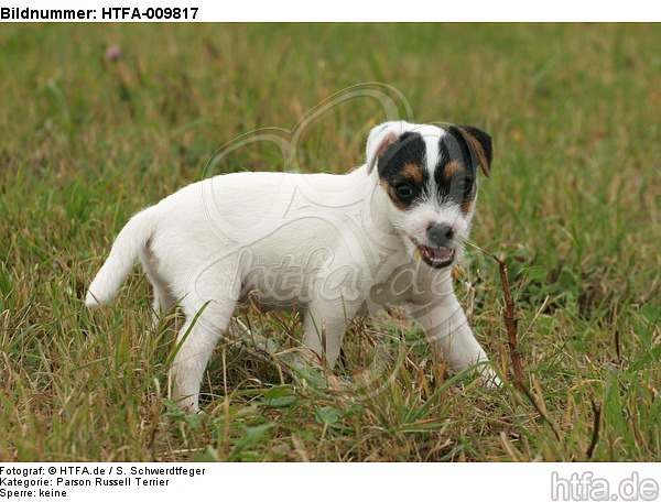 Parson Russell Terrier Welpe knabbert Stöckchen / PRT puppy / HTFA-009817