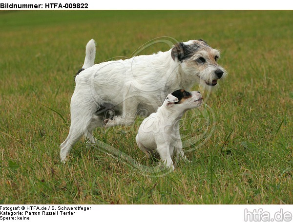 spielende Parson Russell Terrier / playing PRT / HTFA-009822