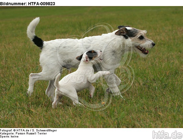 laufende Parson Russell Terrier / walking PRT / HTFA-009823