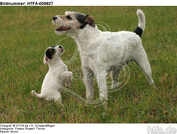 2 Parson Russell Terrier / HTFA-009827