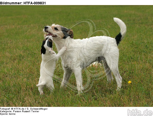 2 Parson Russell Terrier / HTFA-009831