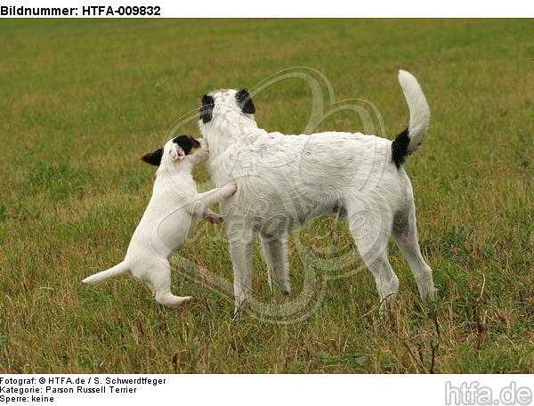 2 Parson Russell Terrier / HTFA-009832