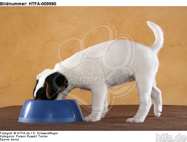 fressender Parson Russell Terrier Welpe / eating PRT puppy / HTFA-009990