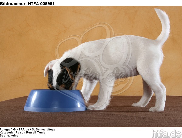 fressender Parson Russell Terrier Welpe / eating PRT puppy / HTFA-009991
