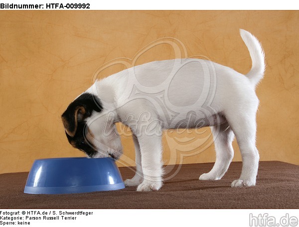 fressender Parson Russell Terrier Welpe / eating PRT puppy / HTFA-009992
