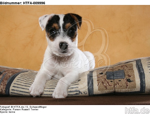 liegender Parson Russell Terrier Welpe / lying PRT puppy / HTFA-009996