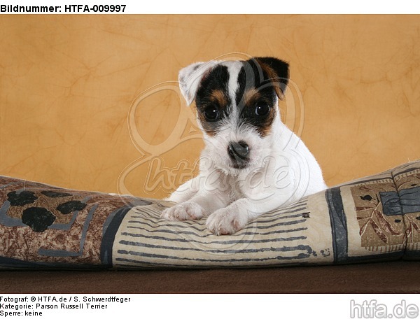 liegender Parson Russell Terrier Welpe / lying PRT puppy / HTFA-009997