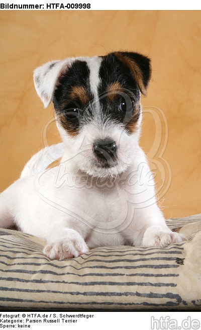 liegender Parson Russell Terrier Welpe / lying PRT puppy / HTFA-009998