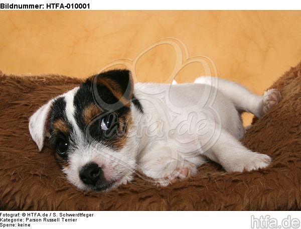 liegender Parson Russell Terrier Welpe / lying PRT puppy / HTFA-010001