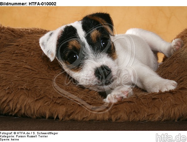 liegender Parson Russell Terrier Welpe / lying PRT puppy / HTFA-010002
