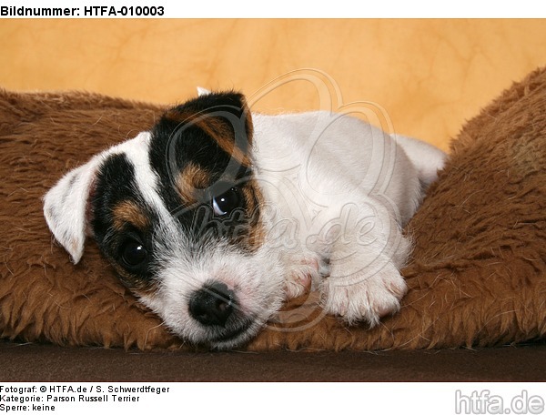 liegender Parson Russell Terrier Welpe / lying PRT puppy / HTFA-010003