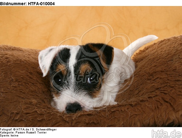 liegender Parson Russell Terrier Welpe / lying PRT puppy / HTFA-010004