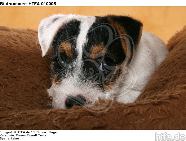 liegender Parson Russell Terrier Welpe / lying PRT puppy / HTFA-010005