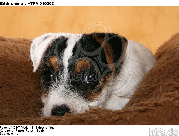 liegender Parson Russell Terrier Welpe / lying PRT puppy / HTFA-010006