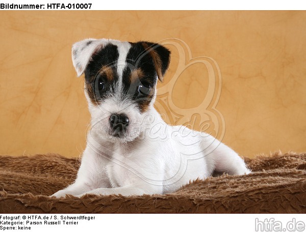 liegender Parson Russell Terrier Welpe / lying PRT puppy / HTFA-010007