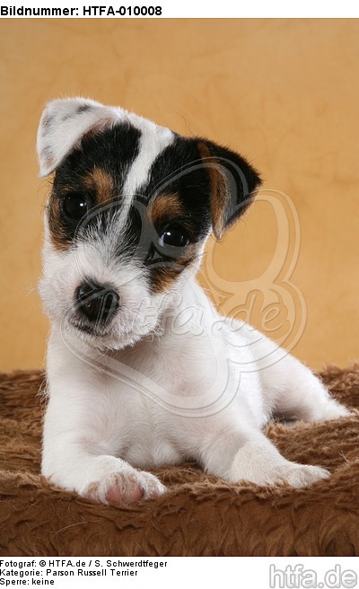 liegender Parson Russell Terrier Welpe / lying PRT puppy / HTFA-010008
