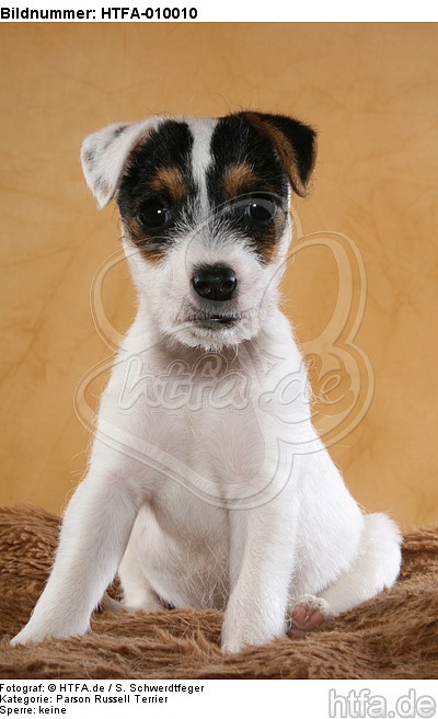 sitzender Parson Russell Terrier Welpe / sitting PRT puppy / HTFA-010010