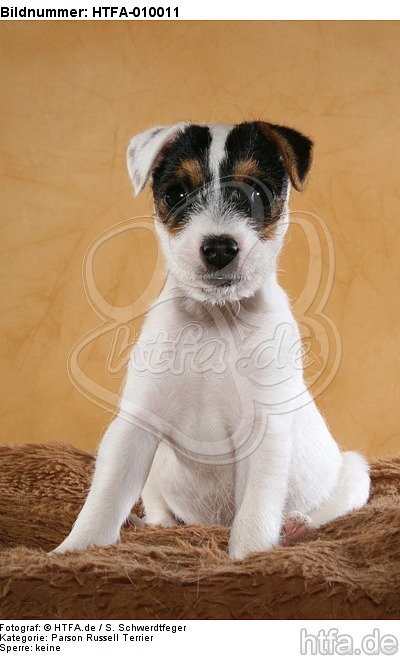 sitzender Parson Russell Terrier Welpe / sitting PRT puppy / HTFA-010011
