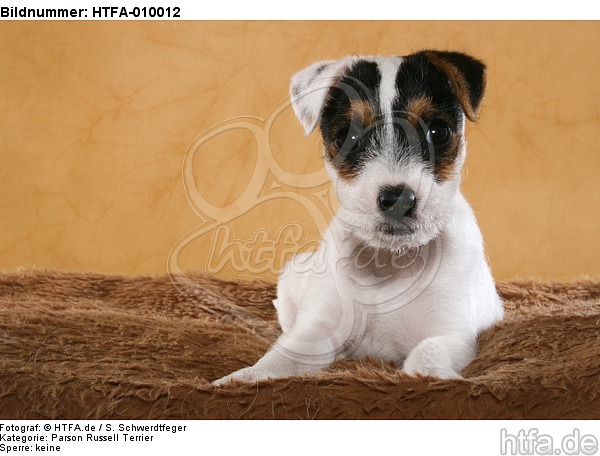liegender Parson Russell Terrier Welpe / lying PRT puppy / HTFA-010012