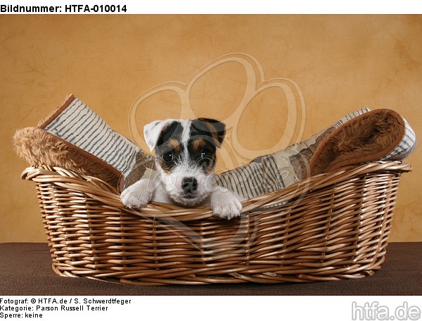 Parson Russell Terrier Welpe Portrait / PRT puppy portrait / HTFA-010014