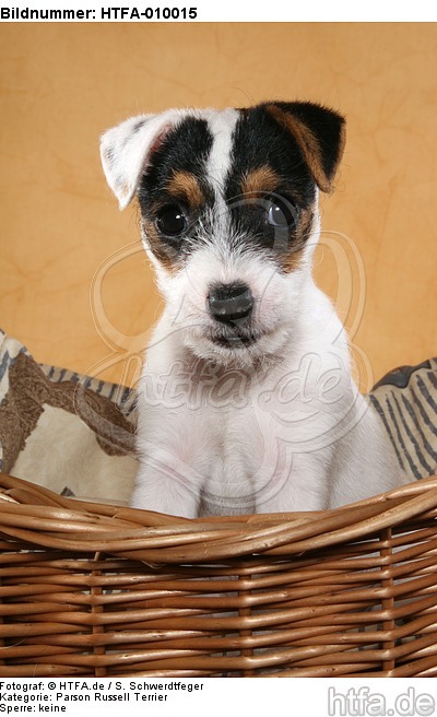 sitzender Parson Russell Terrier Welpe / sitting PRT puppy / HTFA-010015