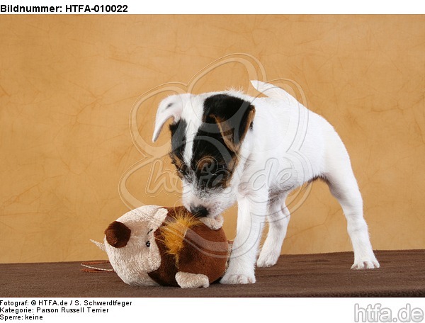 Parson Russell Terrier Welpe / PRT puppy / HTFA-010022