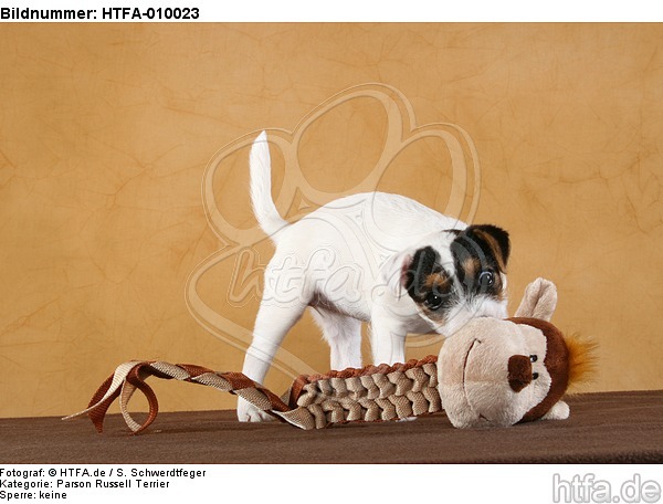Parson Russell Terrier Welpe / PRT puppy / HTFA-010023