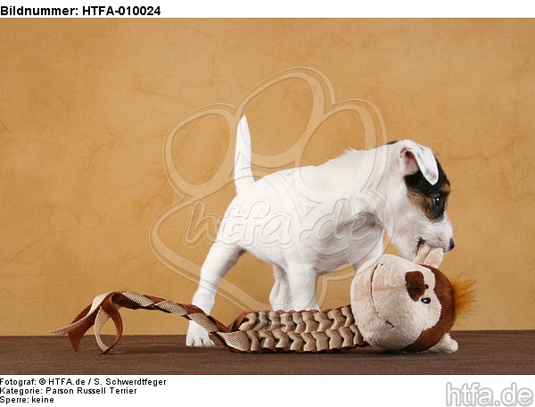 Parson Russell Terrier Welpe / PRT puppy / HTFA-010024